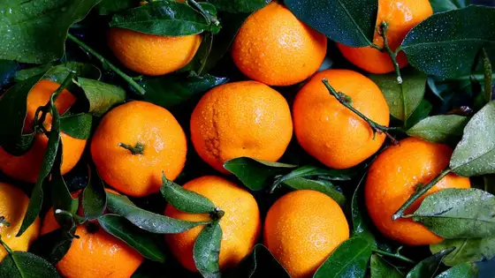 Naranjas con sus hojas verdes, recién sacadas del árbol.
