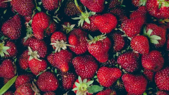 Frutillas rojas recién cosechadas, amontonadas.